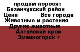 продам поросят .Безенчукский район  › Цена ­ 2 500 - Все города Животные и растения » Другие животные   . Алтайский край,Змеиногорск г.